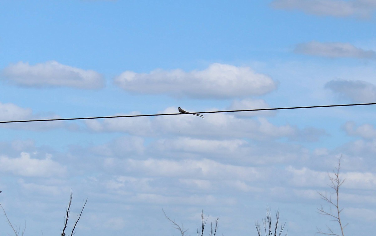 Fork-tailed Flycatcher - Belén Casalía