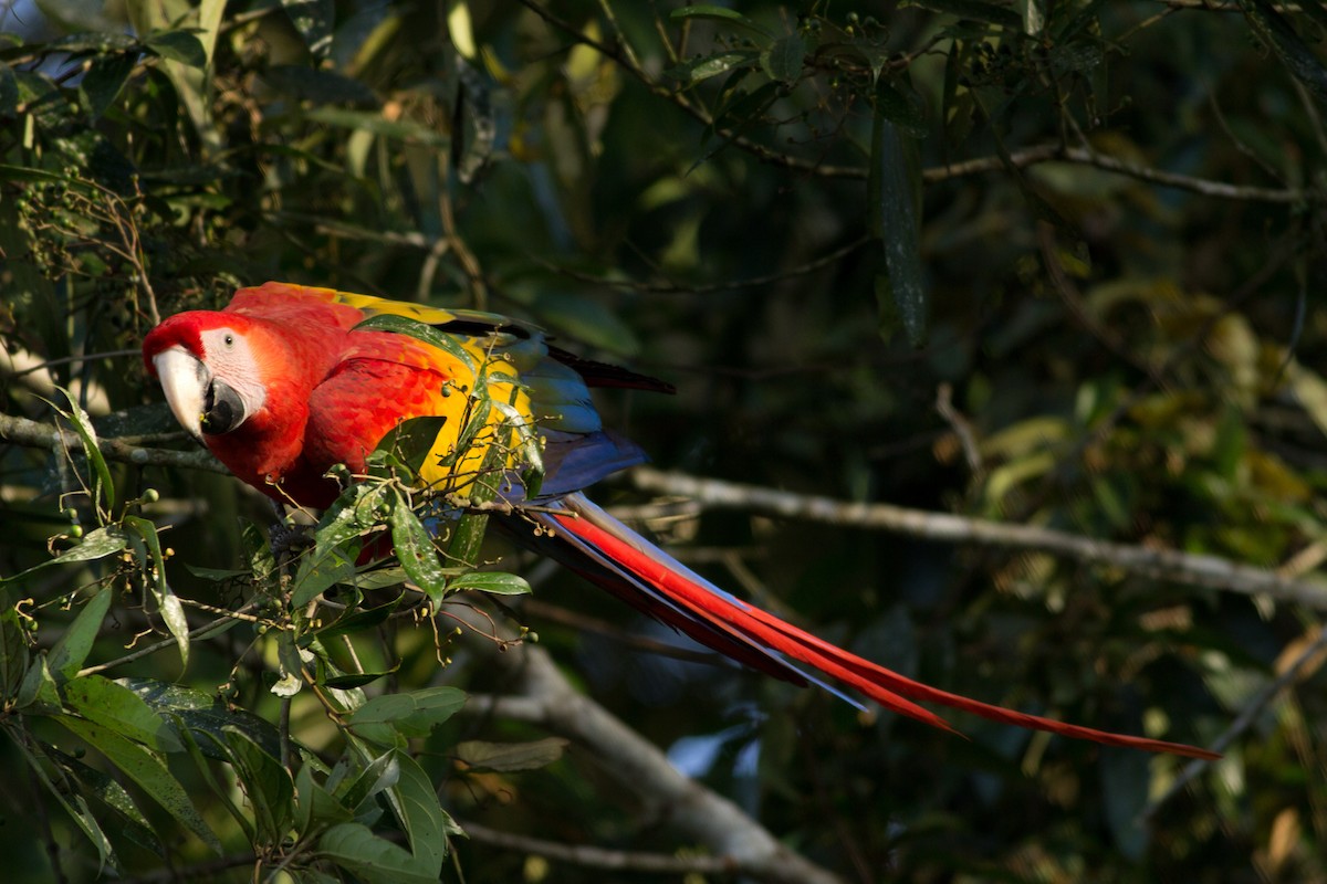Scarlet Macaw - Angus Pritchard