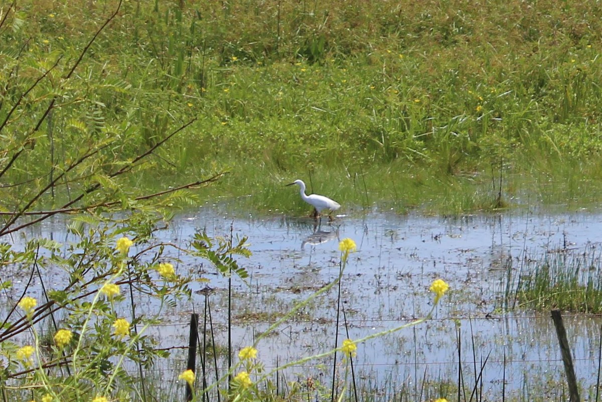 Snowy Egret - ML73425571