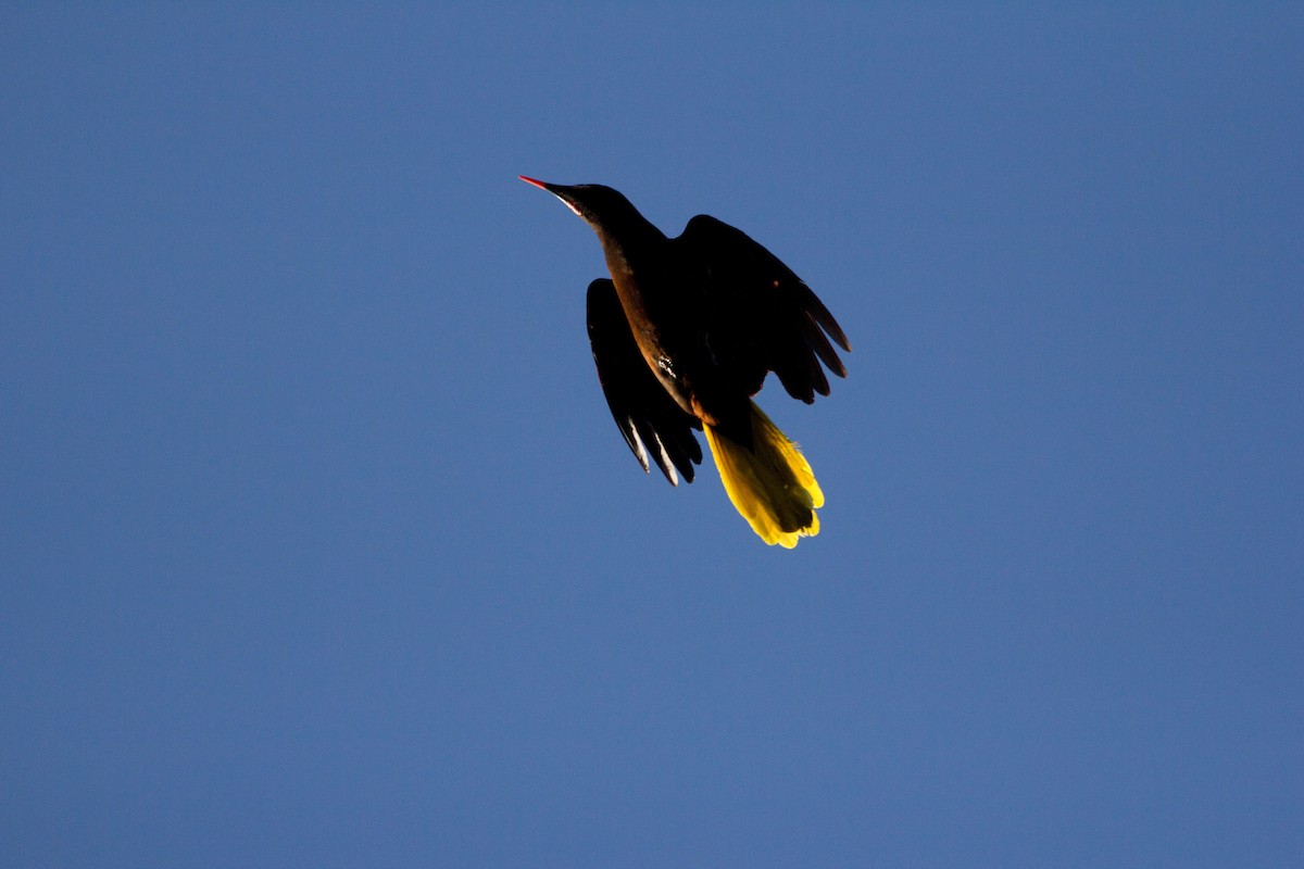 Montezuma Oropendola - ML73426201