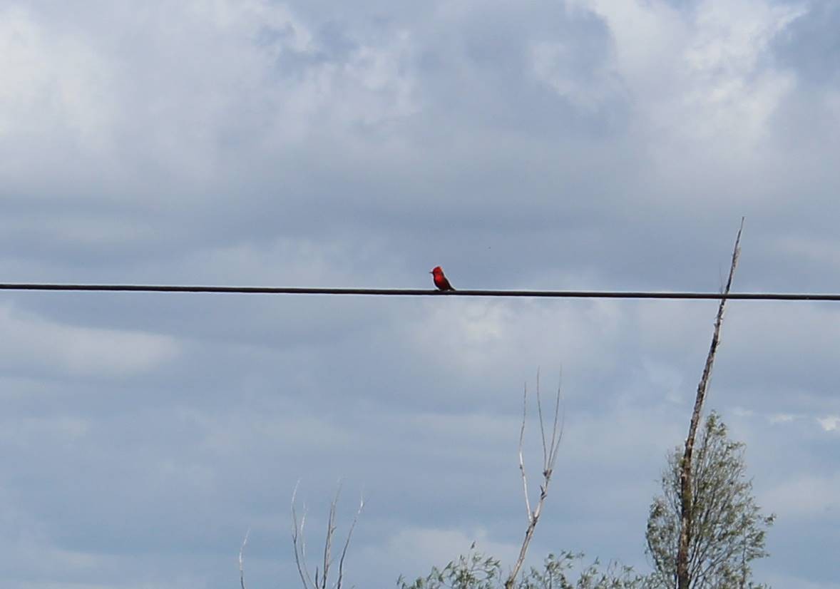 Vermilion Flycatcher - Belén Casalía