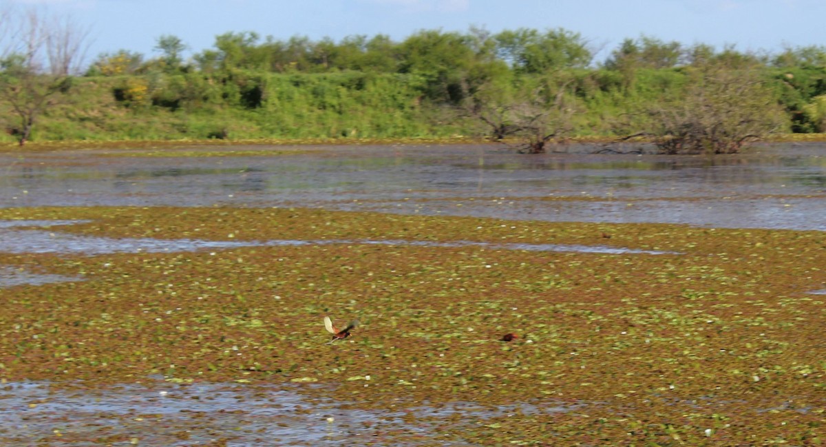 Wattled Jacana - ML73427431