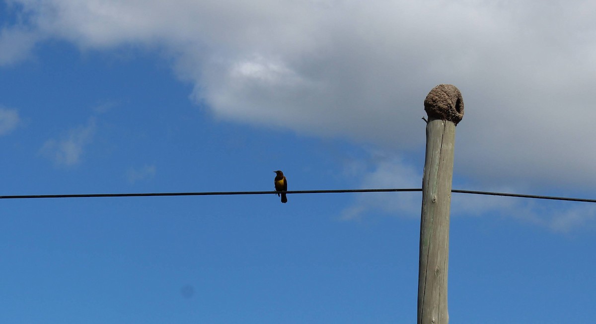 Brown-and-yellow Marshbird - Belén Casalía