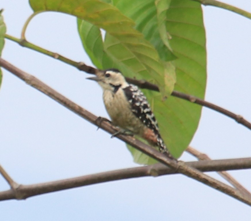 Freckle-breasted Woodpecker - ML73428271