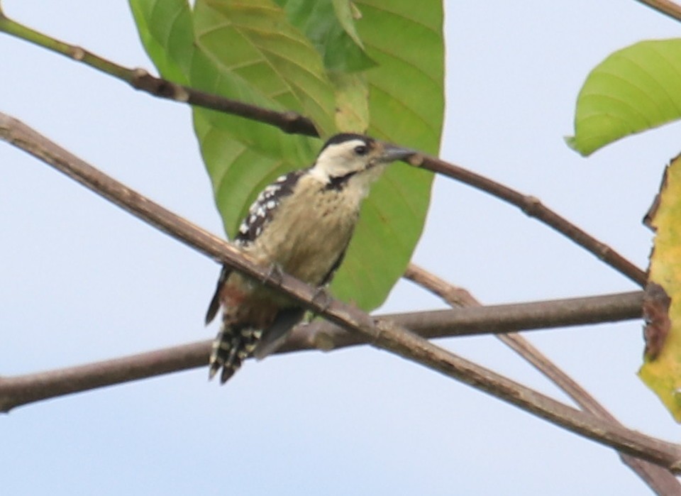 Freckle-breasted Woodpecker - ML73428341