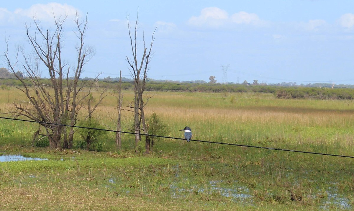 Ringed Kingfisher - Belén Casalía