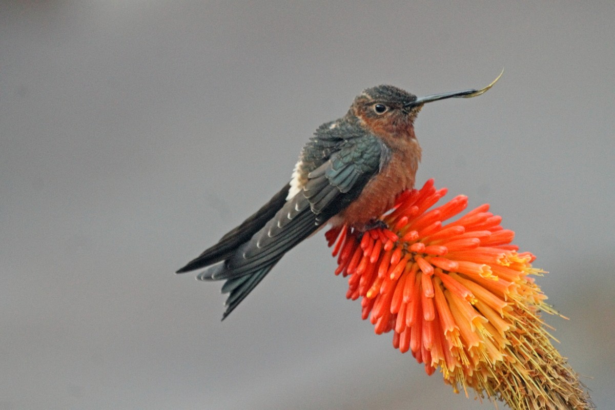 kolibřík velký - ML73429081