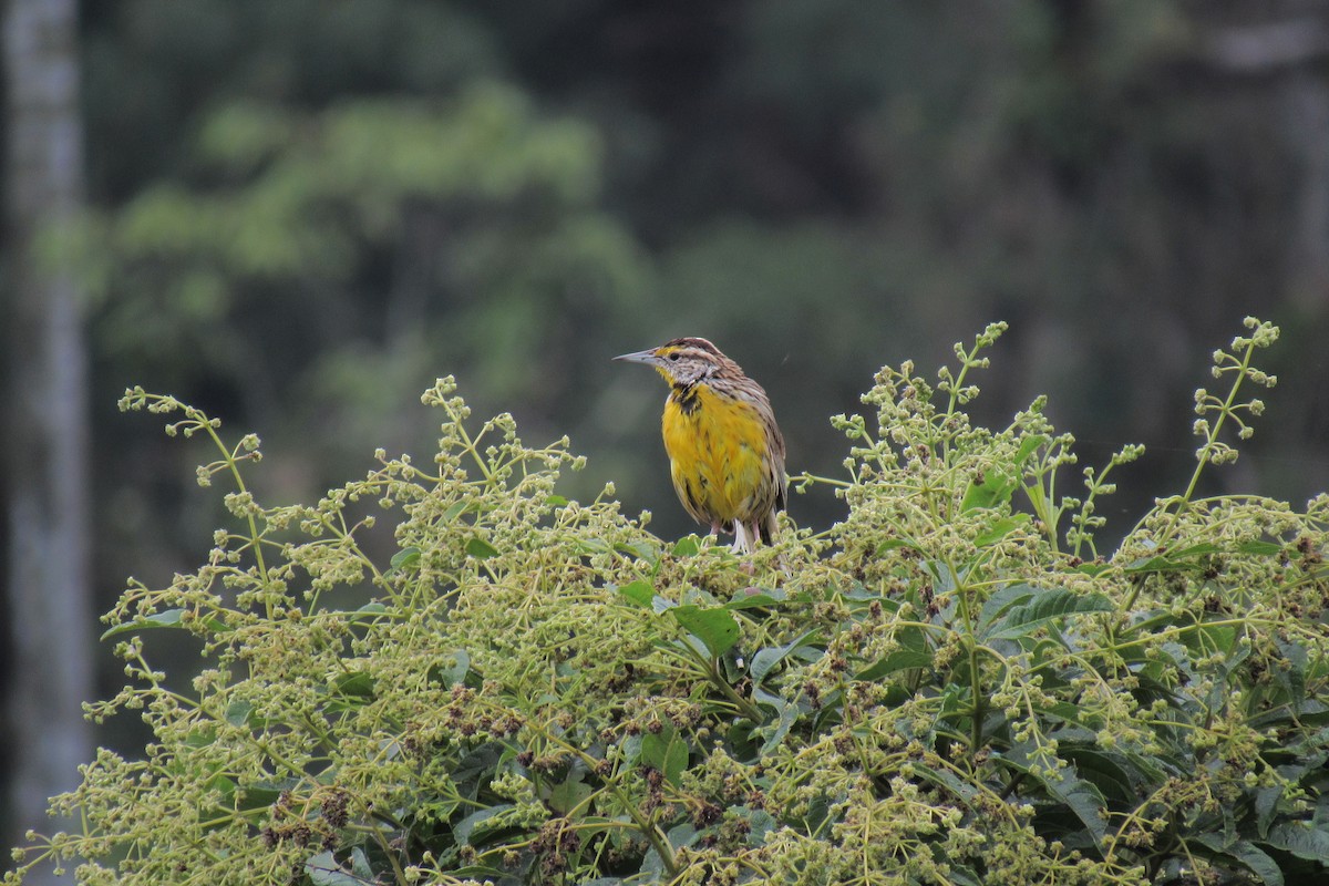 Eastern Meadowlark - ML73429761