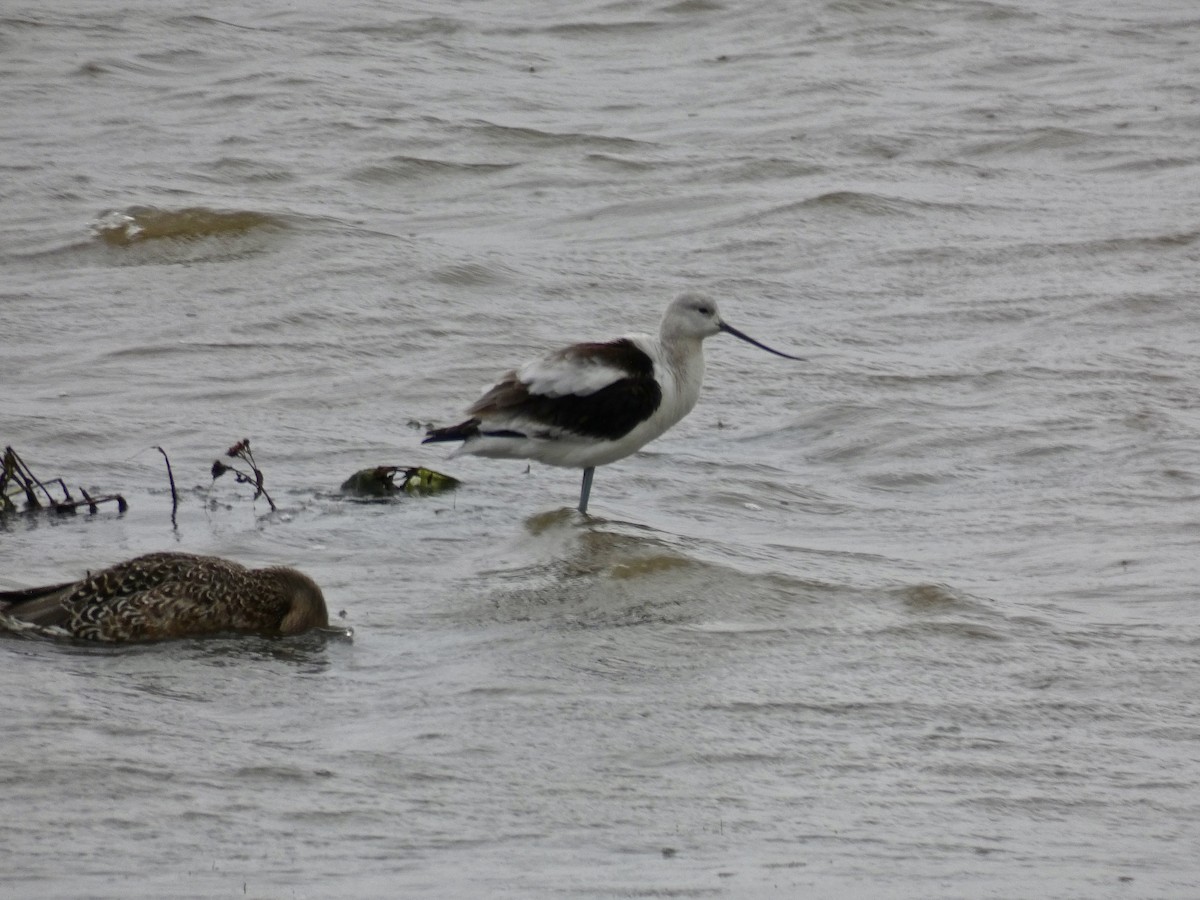 Avoceta Americana - ML73432691