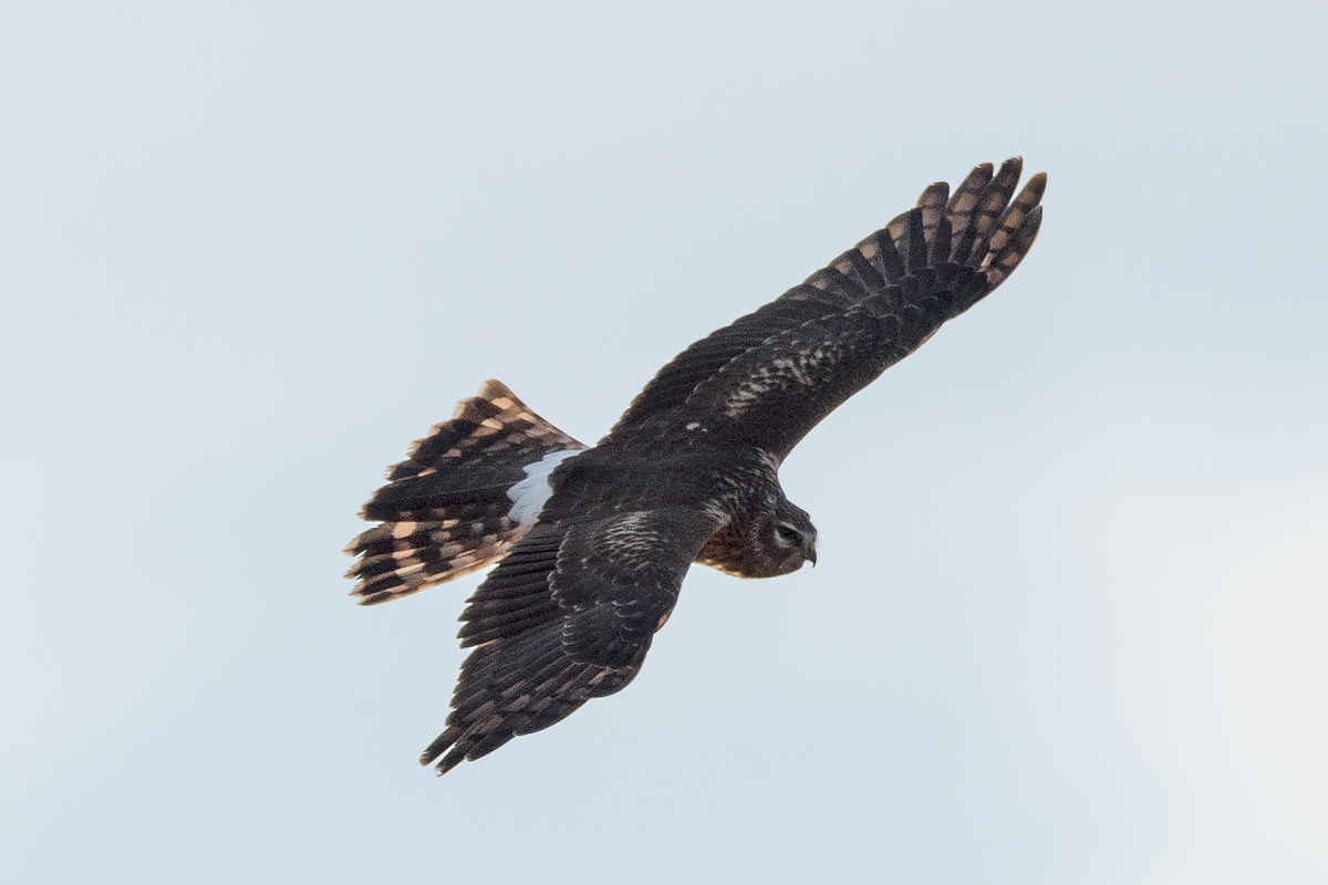 Hen Harrier - ML73432841