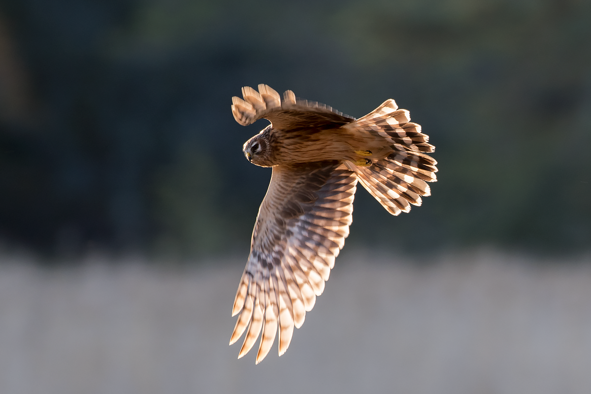Hen Harrier - ML73432851