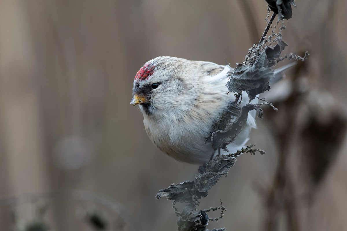 Redpoll (Hoary) - ML73433101
