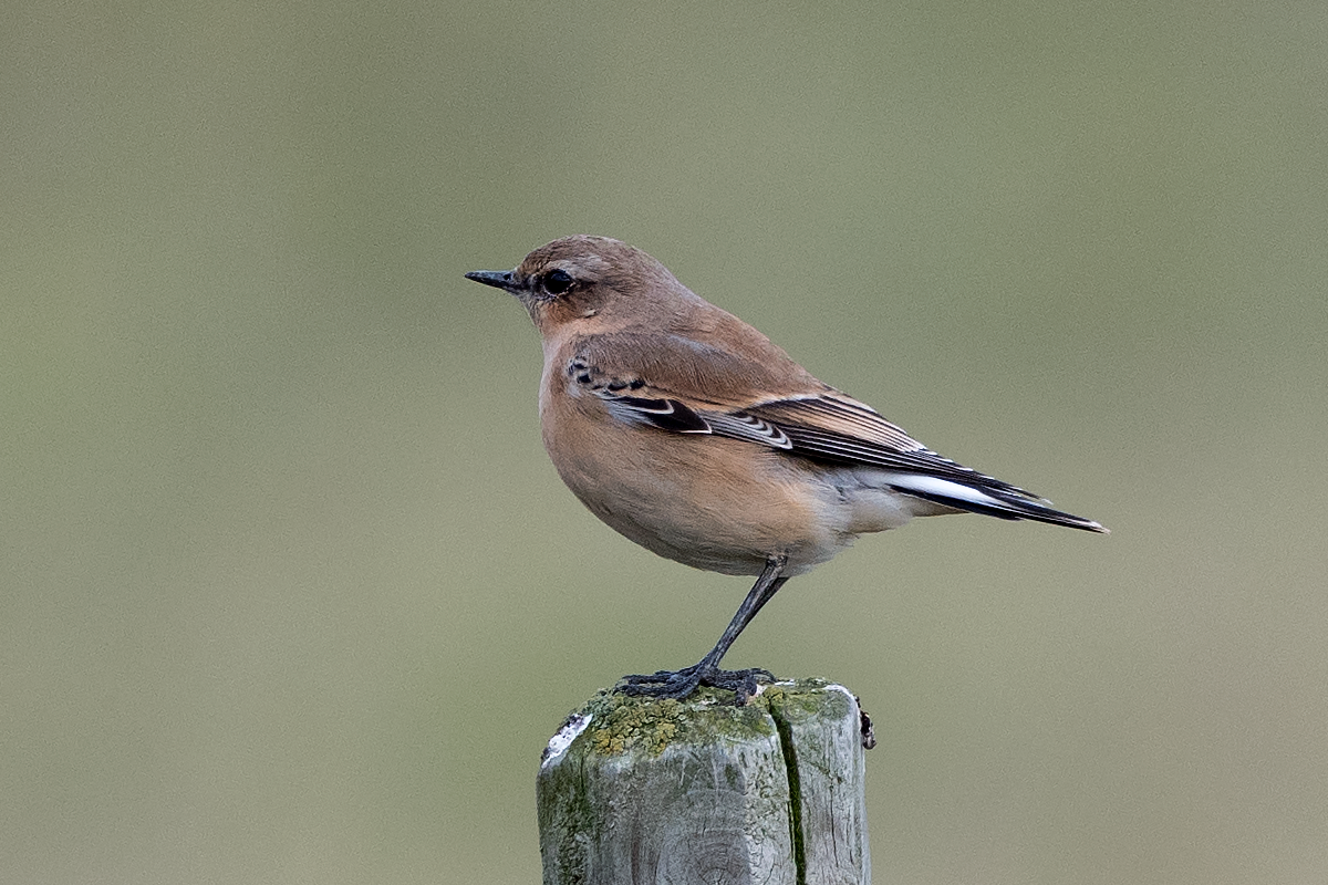 Northern Wheatear - ML73433221