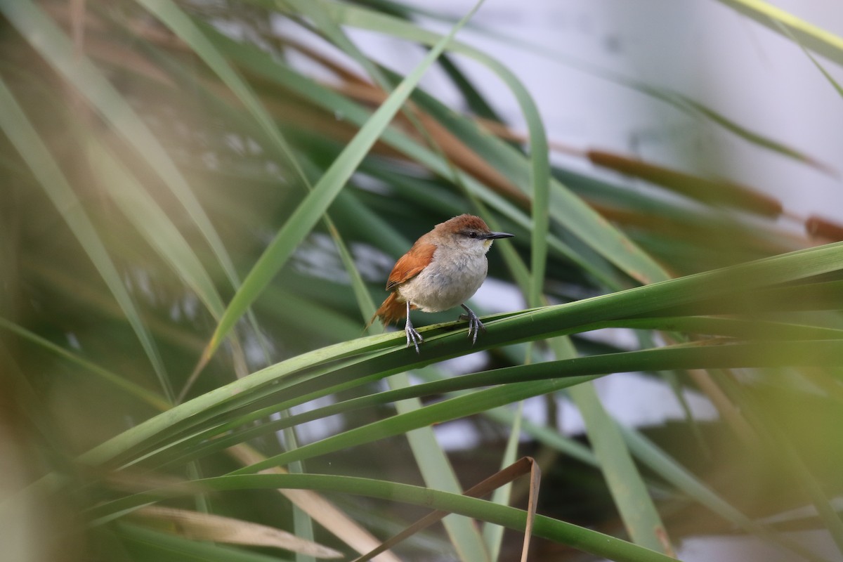 Yellow-chinned Spinetail - Fabrice Schmitt