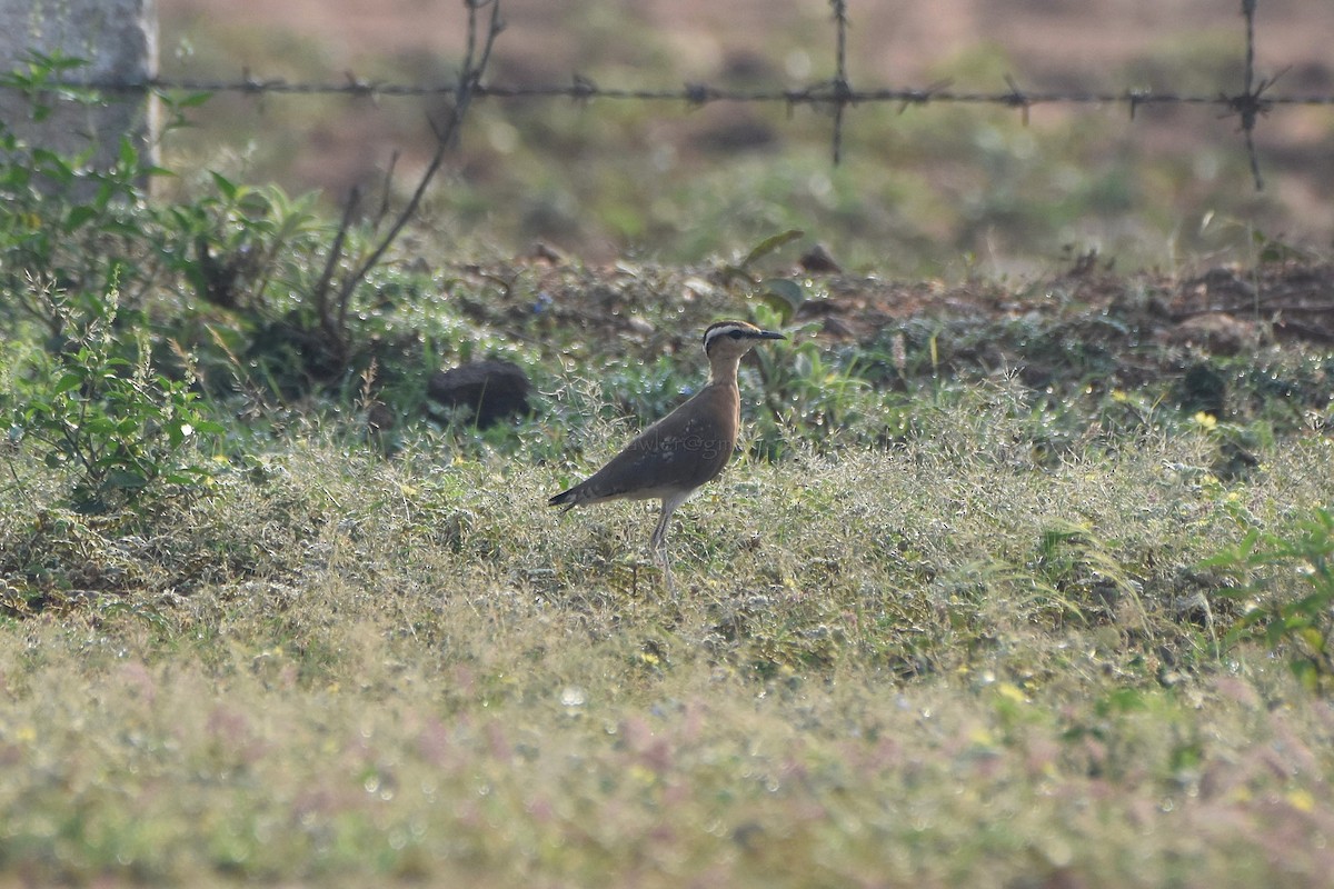 Indian Courser - ML73433831