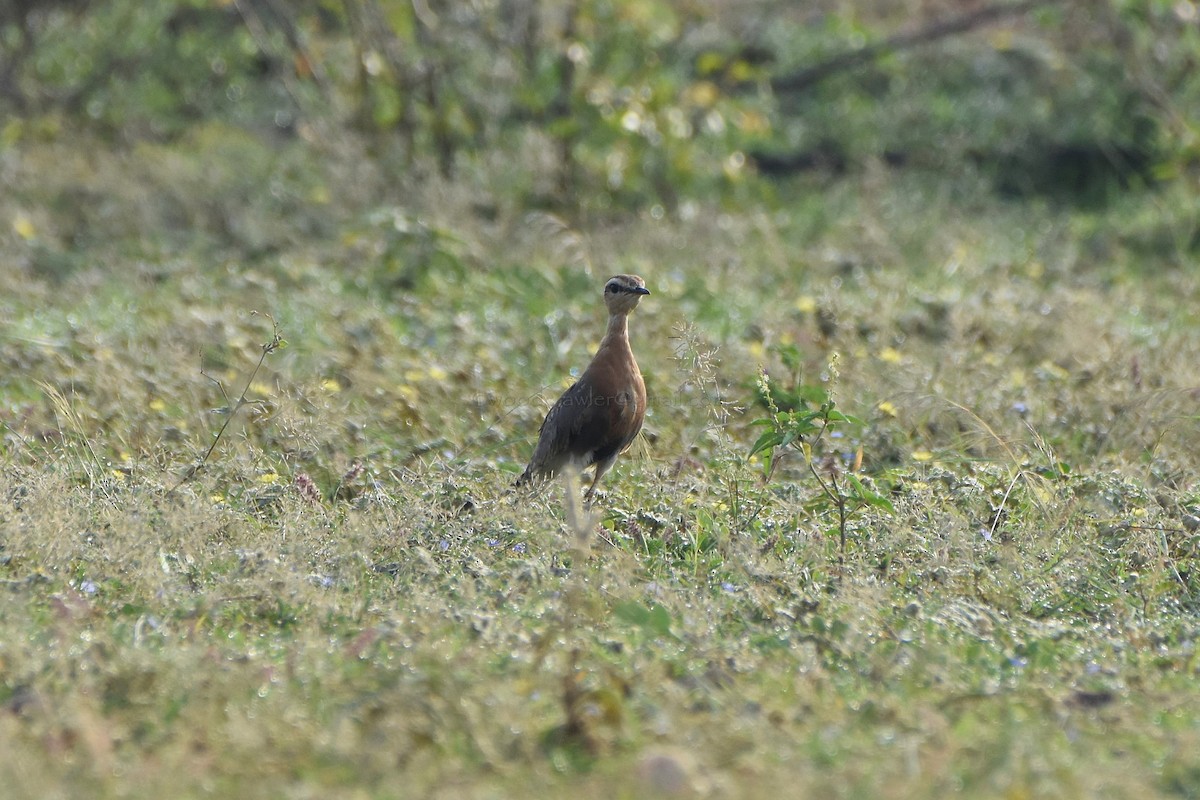 Indian Courser - ML73433921