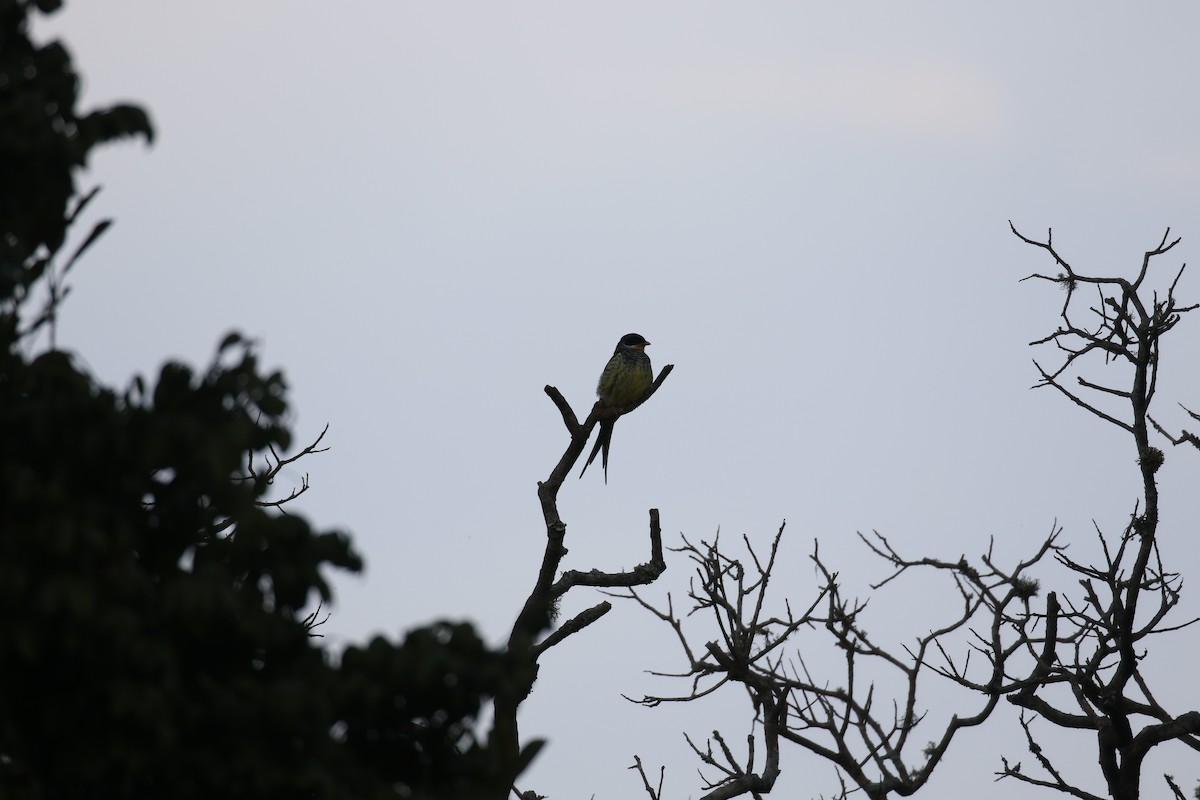 Swallow-tailed Cotinga - ML73435701