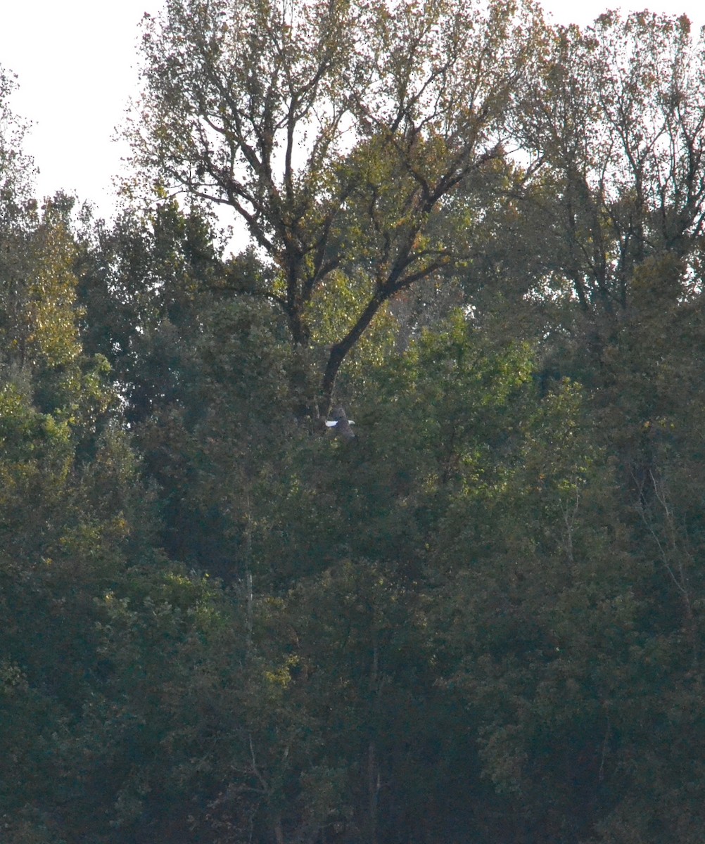 Bald Eagle - michelle dubar