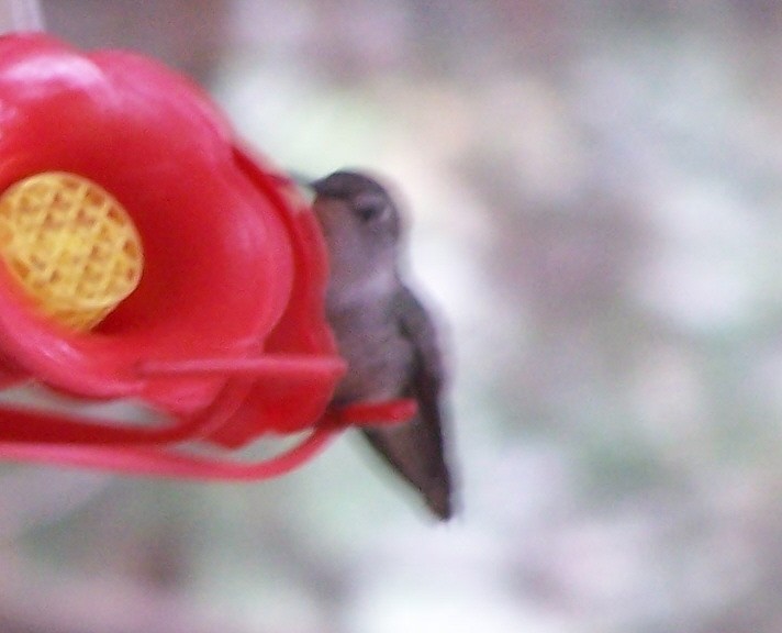 Costa's Hummingbird - ML73436221