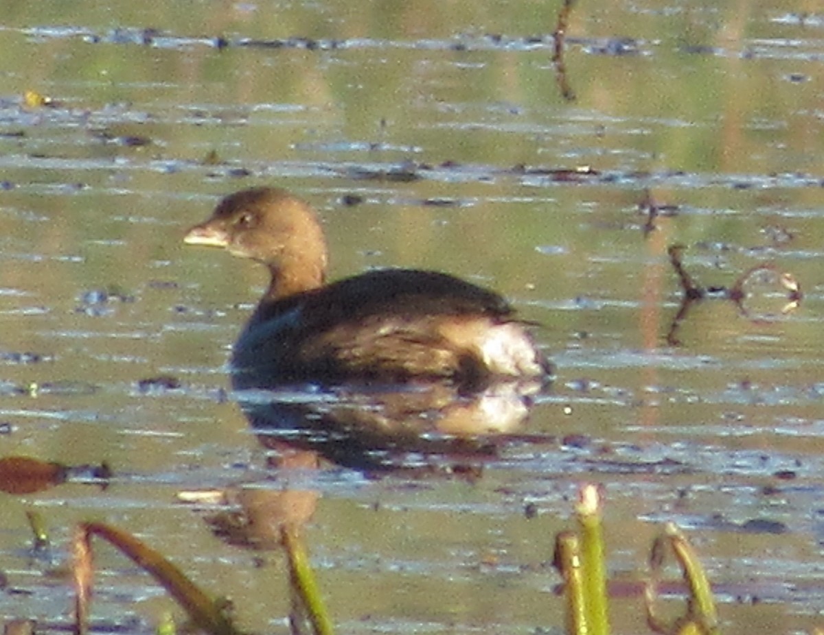 Pied-billed Grebe - Dan Cimbaro