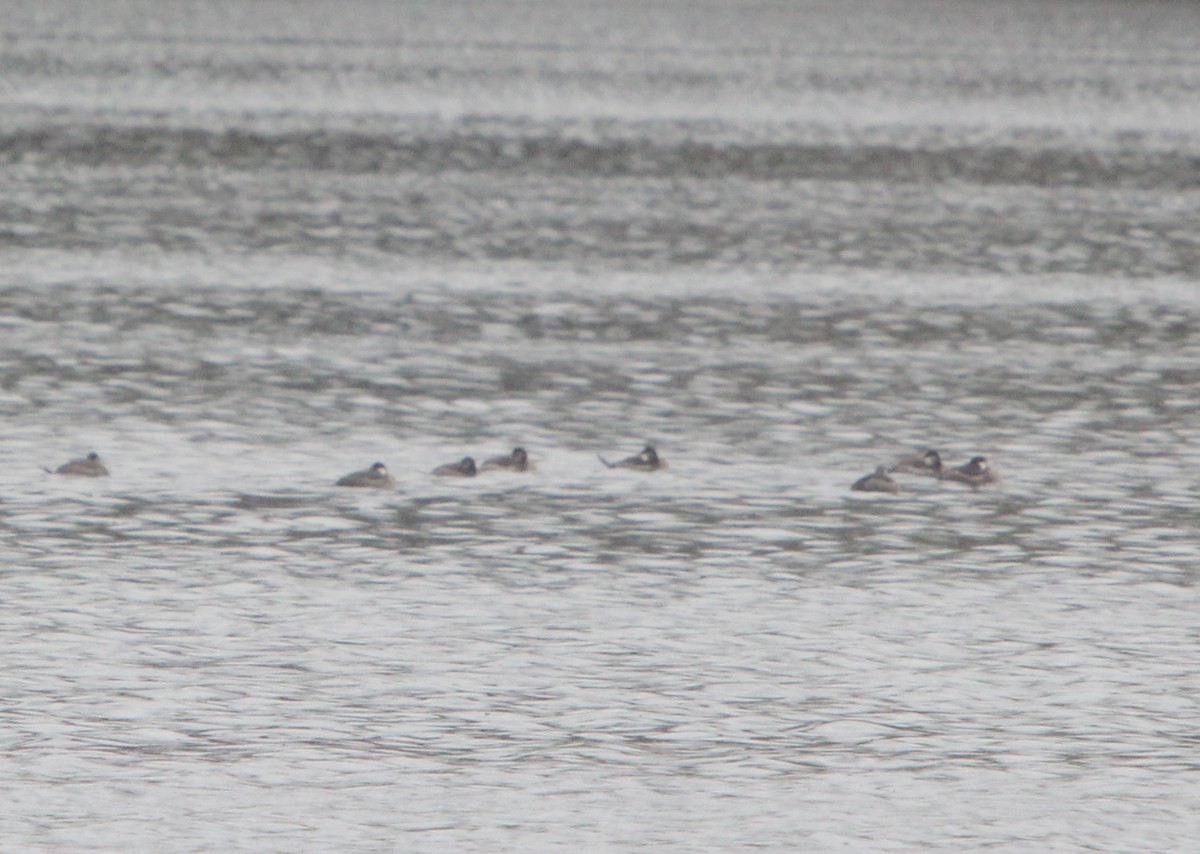 Ruddy Duck - ML73436641