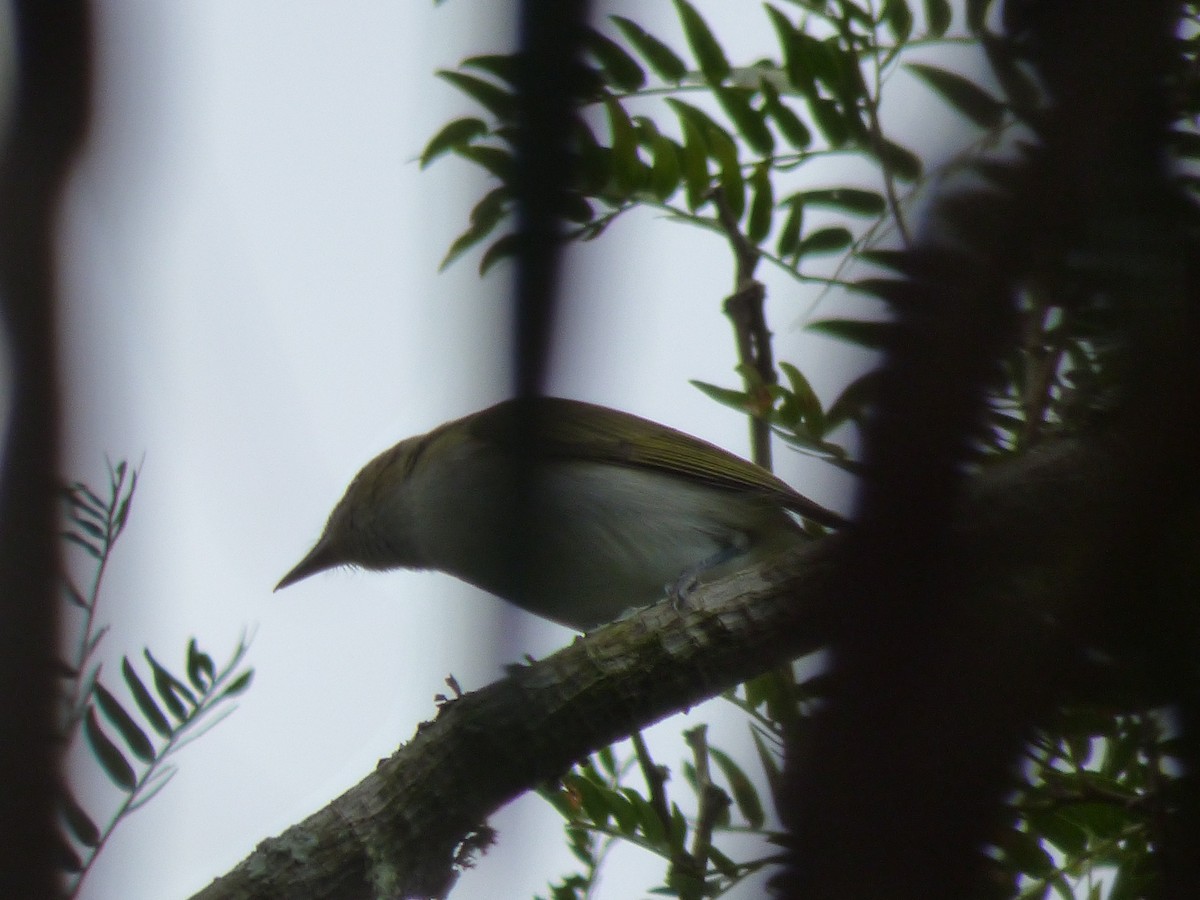 Vireo Chiví - ML73437151