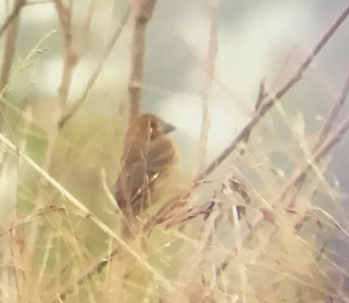 Blue Grosbeak - ML73437271