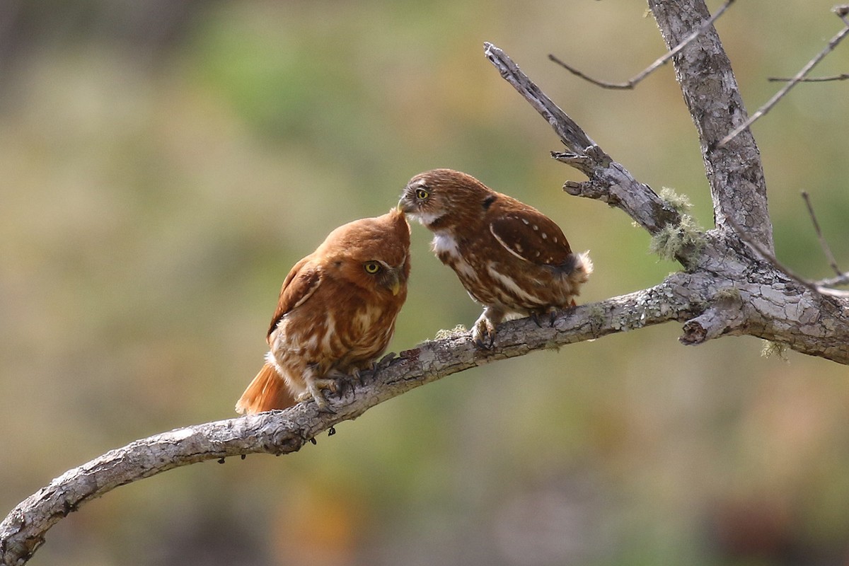 Ferruginous Pygmy-Owl - Fabrice Schmitt