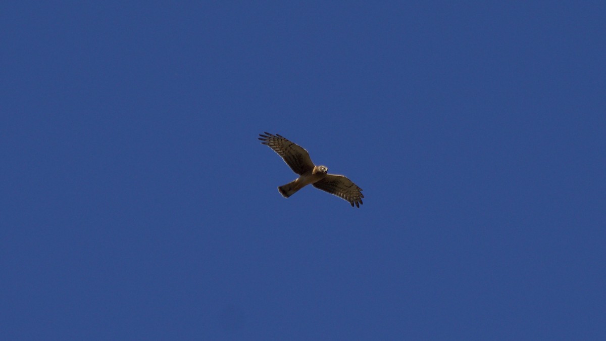 Northern Harrier - ML73438091