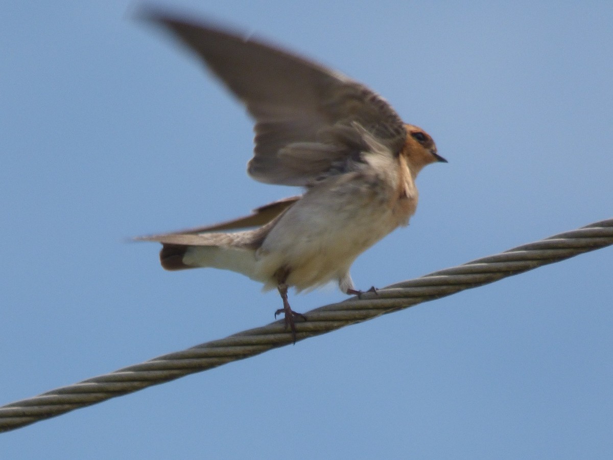 Tawny-headed Swallow - ML73438441