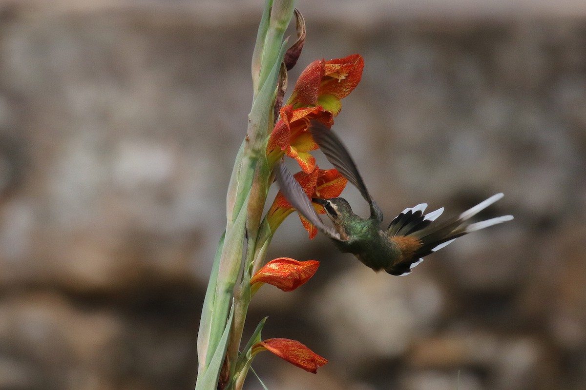 Planalto Hermit - Fabrice Schmitt