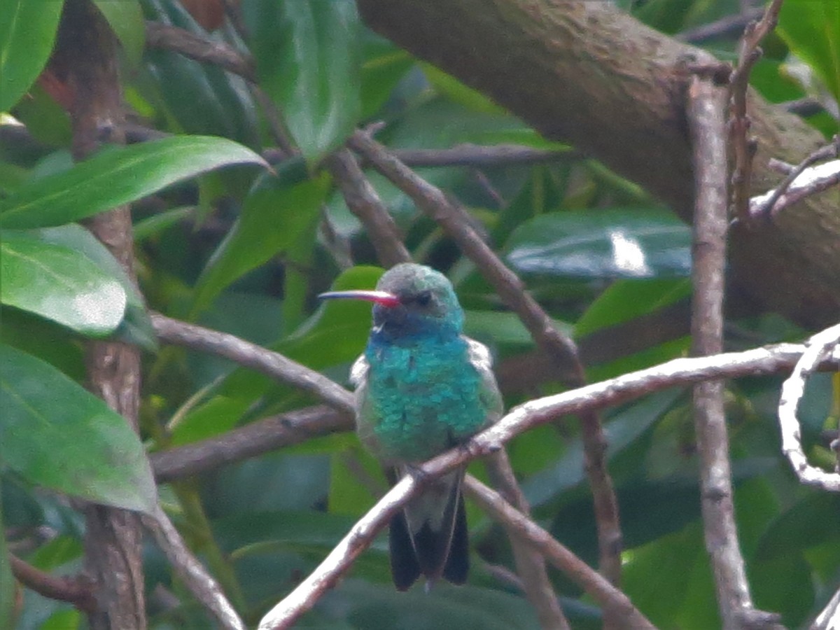 Broad-billed Hummingbird - Adam Romswinckel-Guise