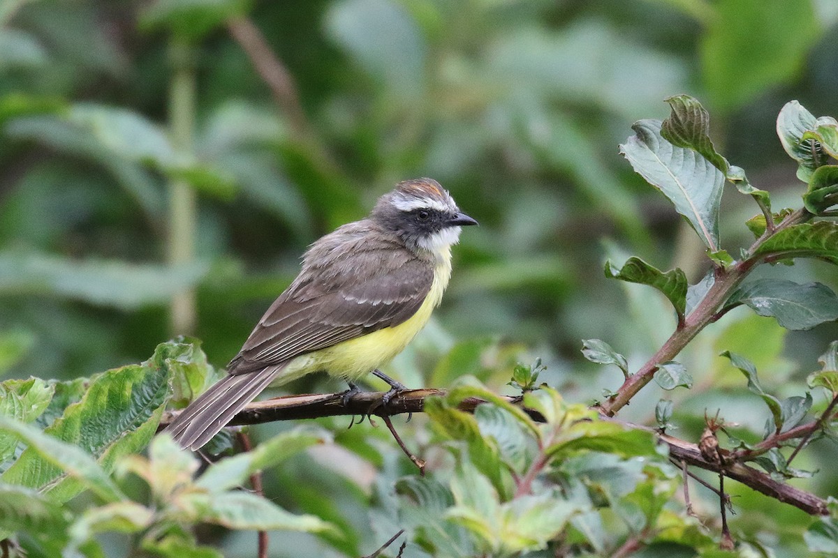 Social Flycatcher - ML73440641