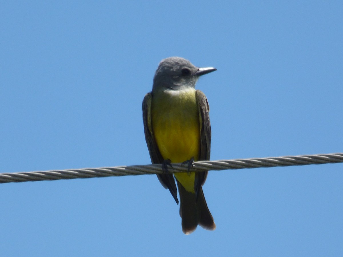 Tropical Kingbird - Max Enggist