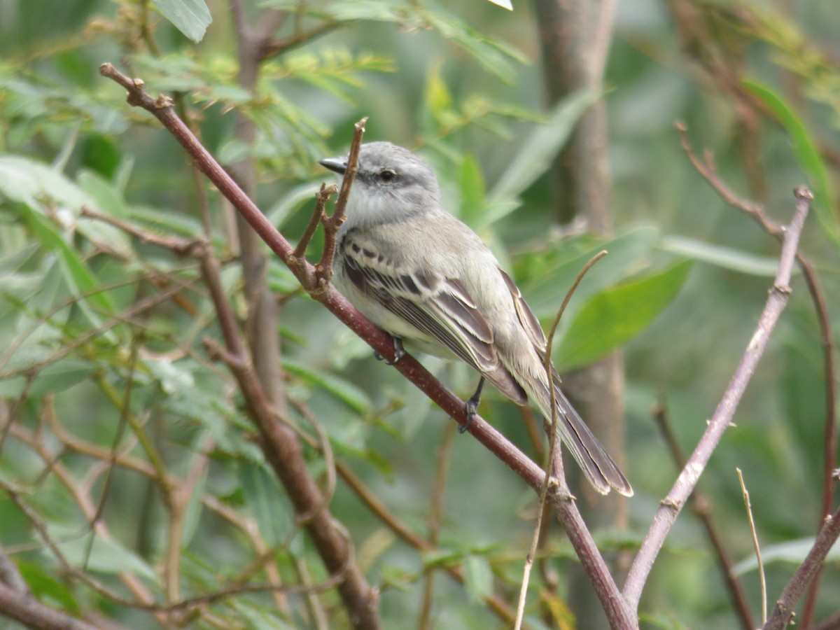 Suiriri Flycatcher - Max Enggist