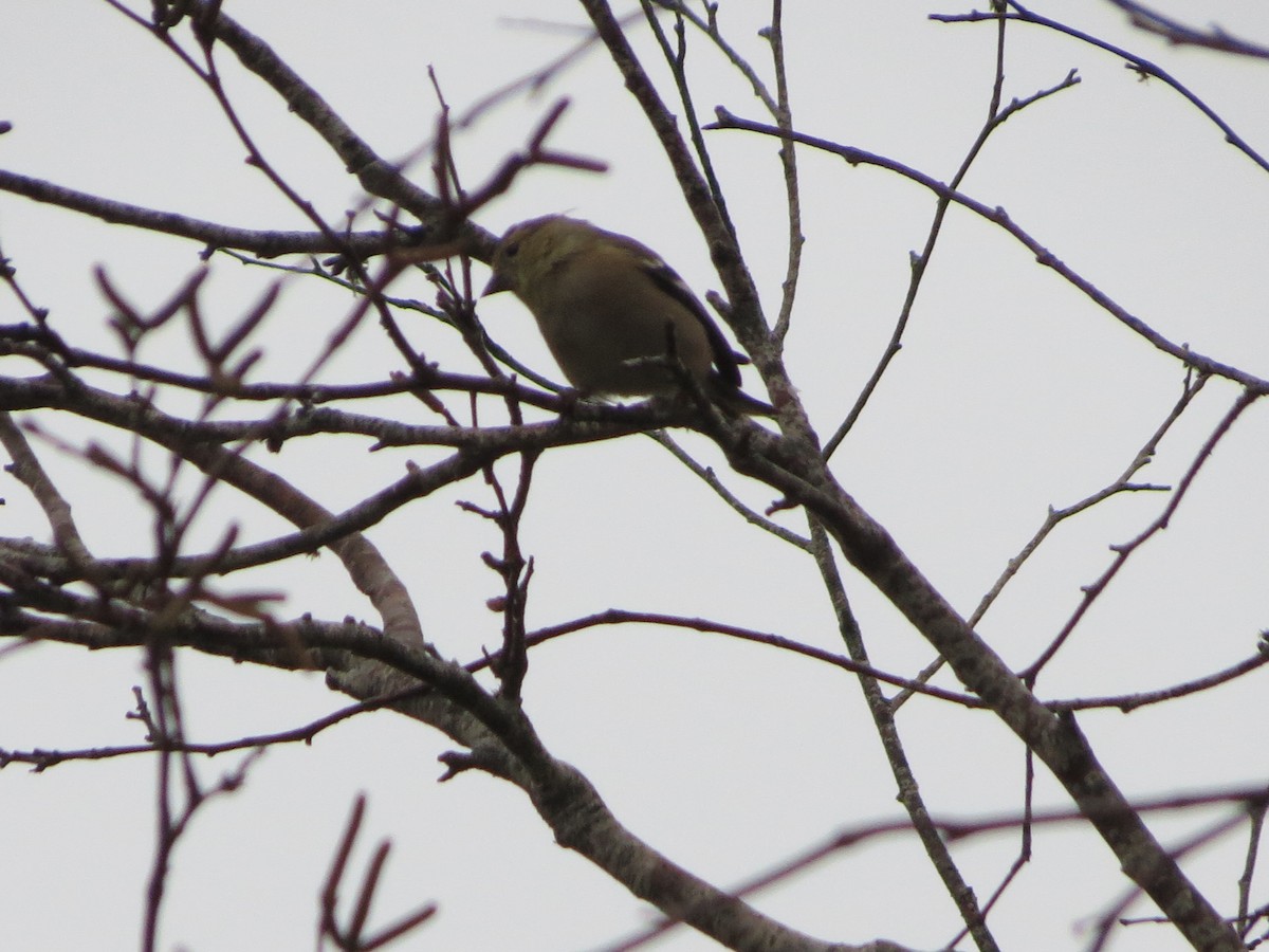 American Goldfinch - ML73440781