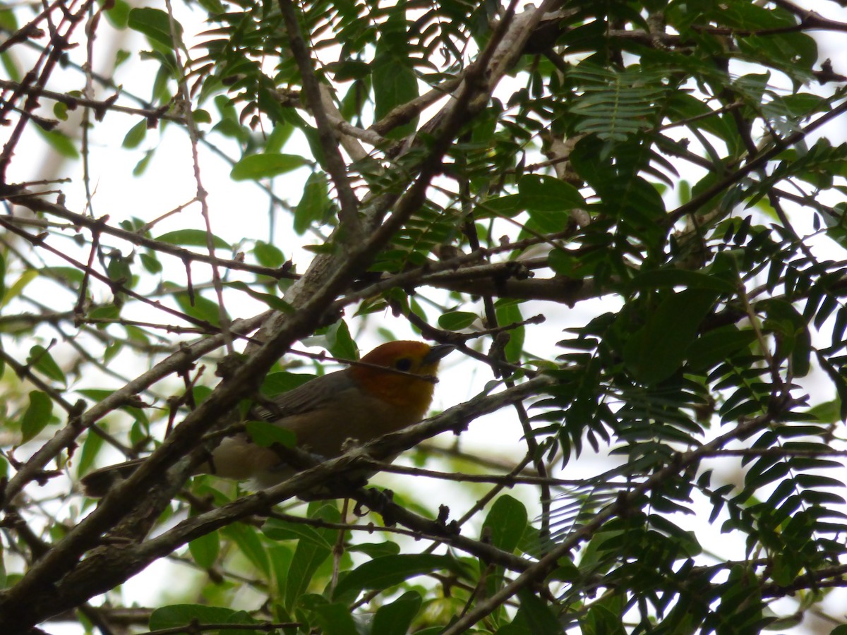 Orange-headed Tanager - Max Enggist