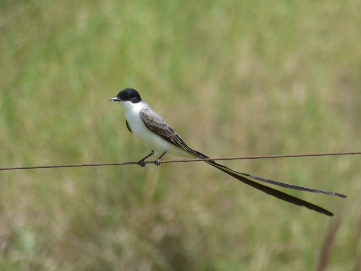 Fork-tailed Flycatcher - Max Enggist