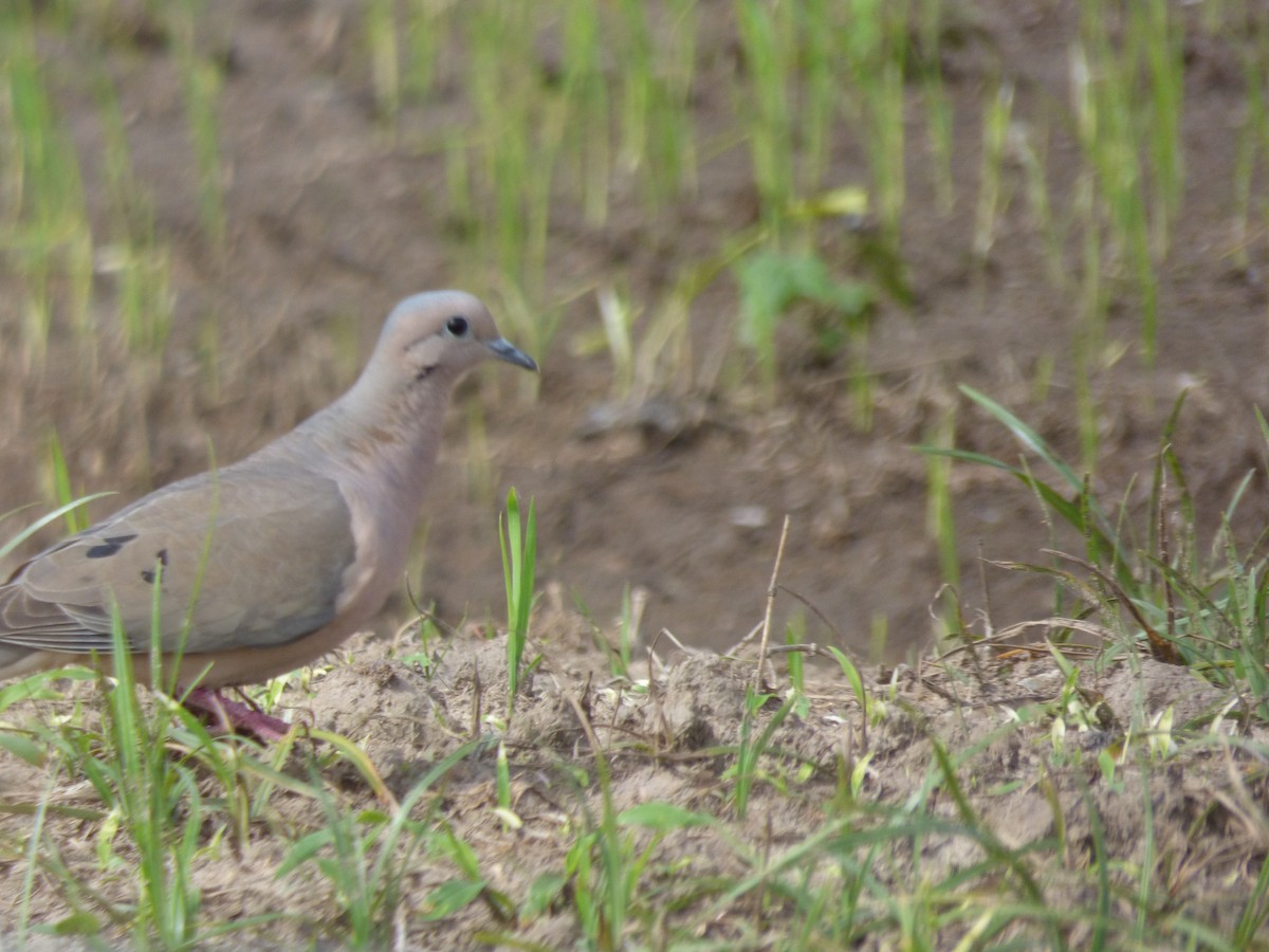 Eared Dove - ML73441351