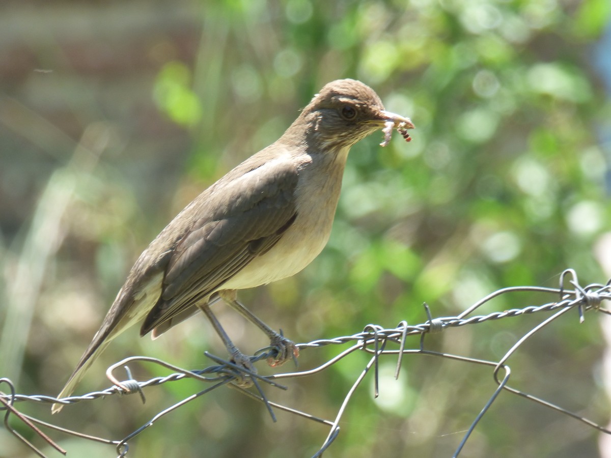 Creamy-bellied Thrush - Max Enggist