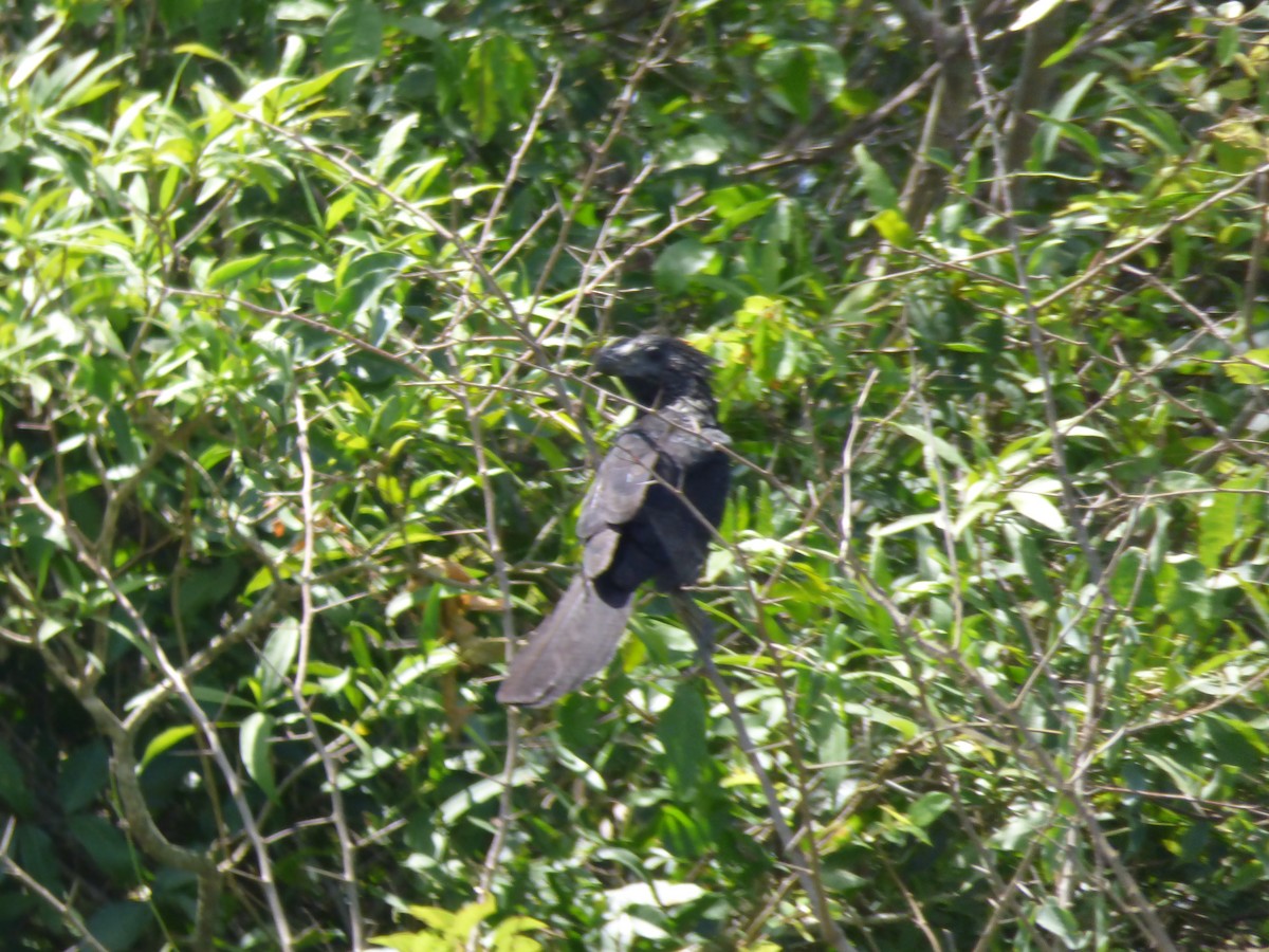 Smooth-billed Ani - Max Enggist