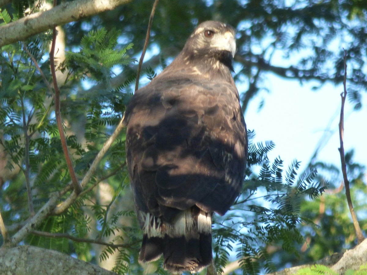 Great Black Hawk - ML73444631