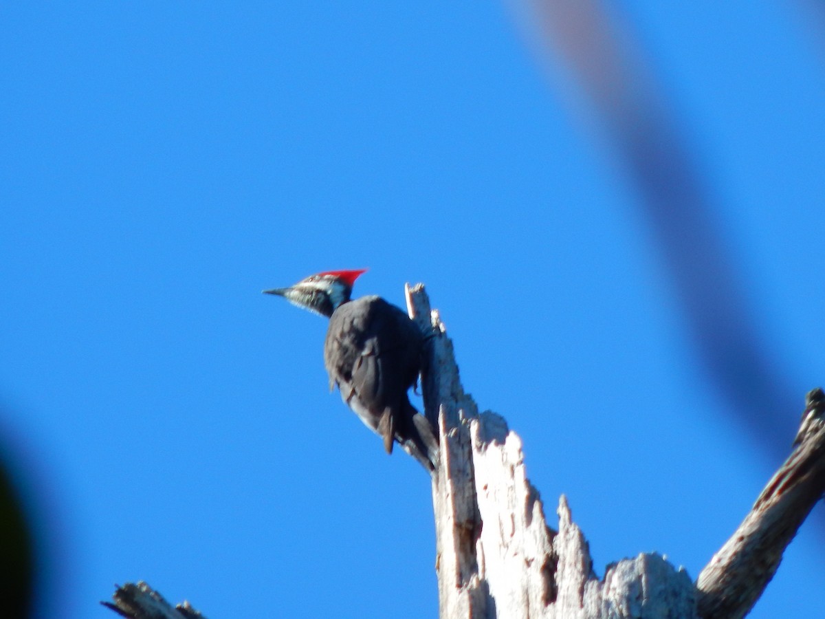 Pileated Woodpecker - ML73444771