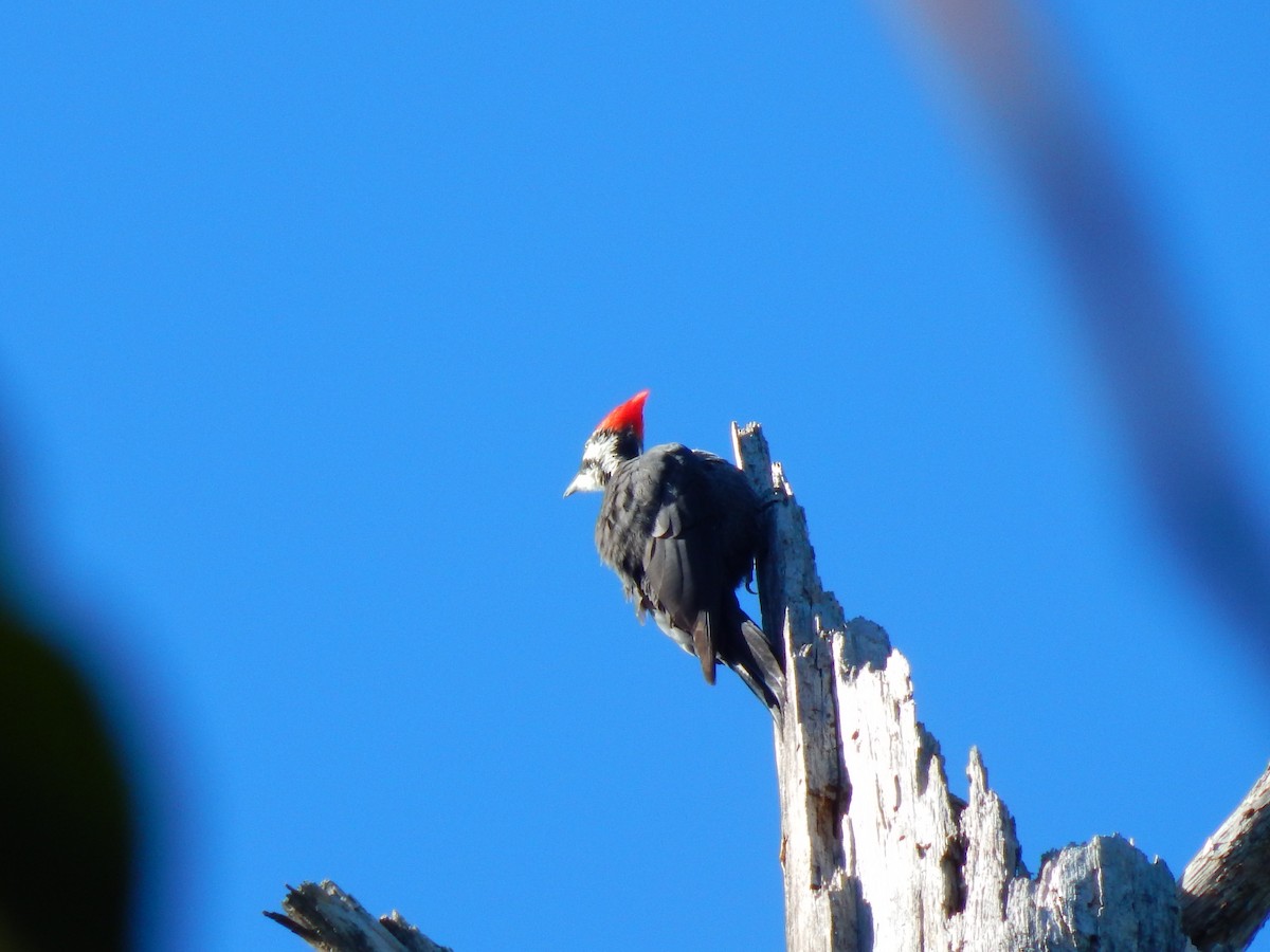 Pileated Woodpecker - ML73444791