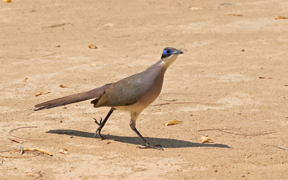 Olive-capped Coua - Sam Woods/Tropical Birding Tours