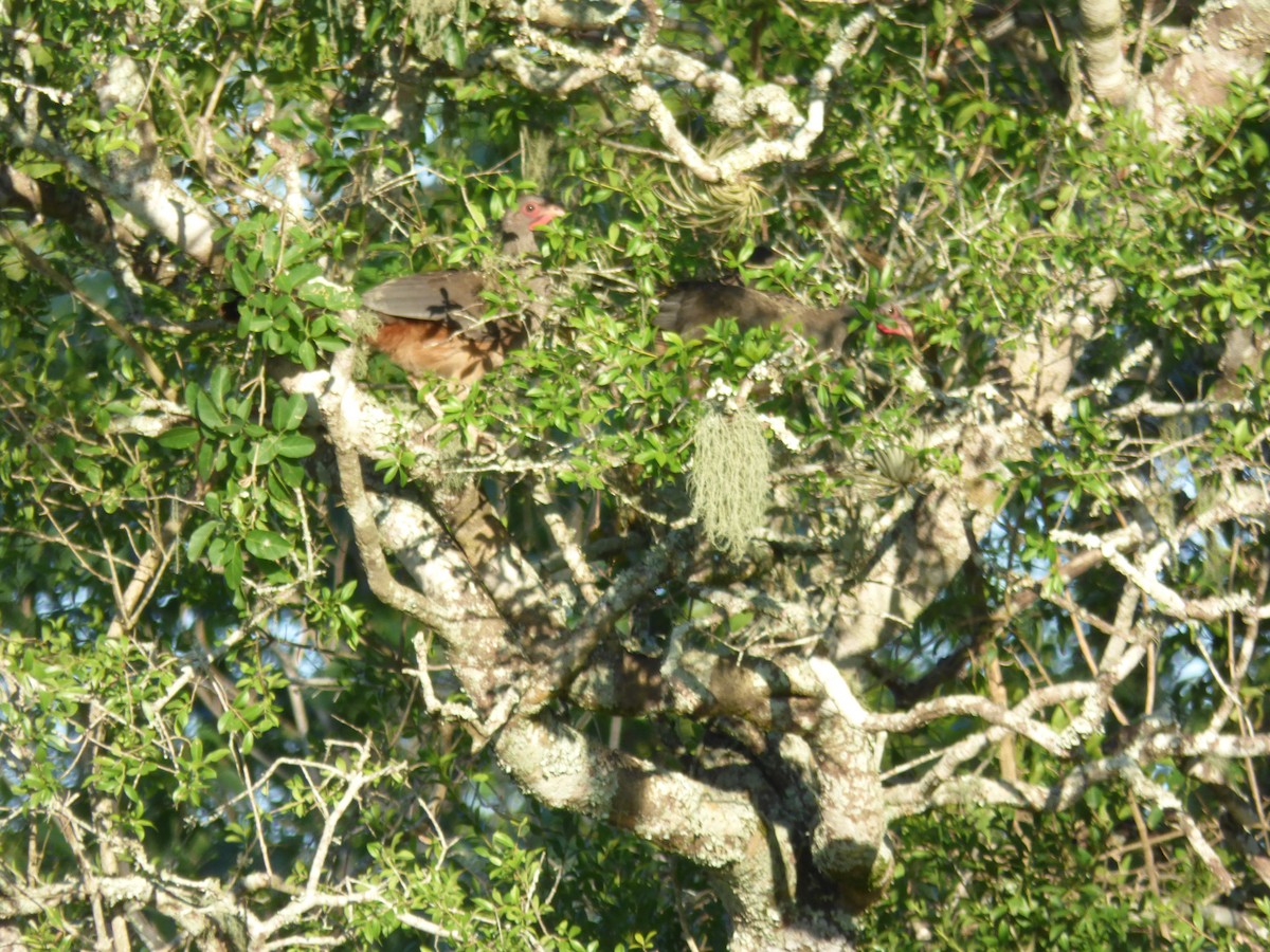 Chaco Chachalaca - Max Enggist