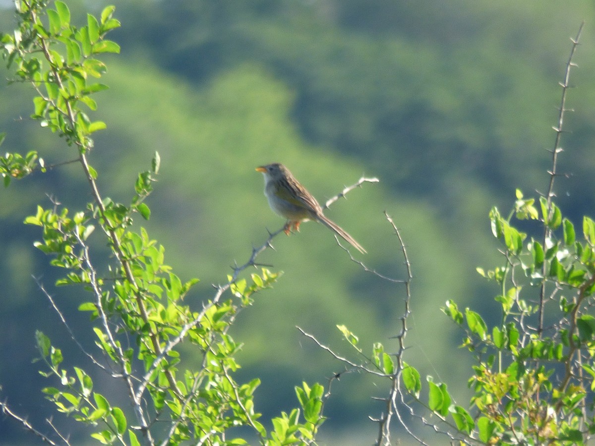 Lesser Grass-Finch - ML73445521