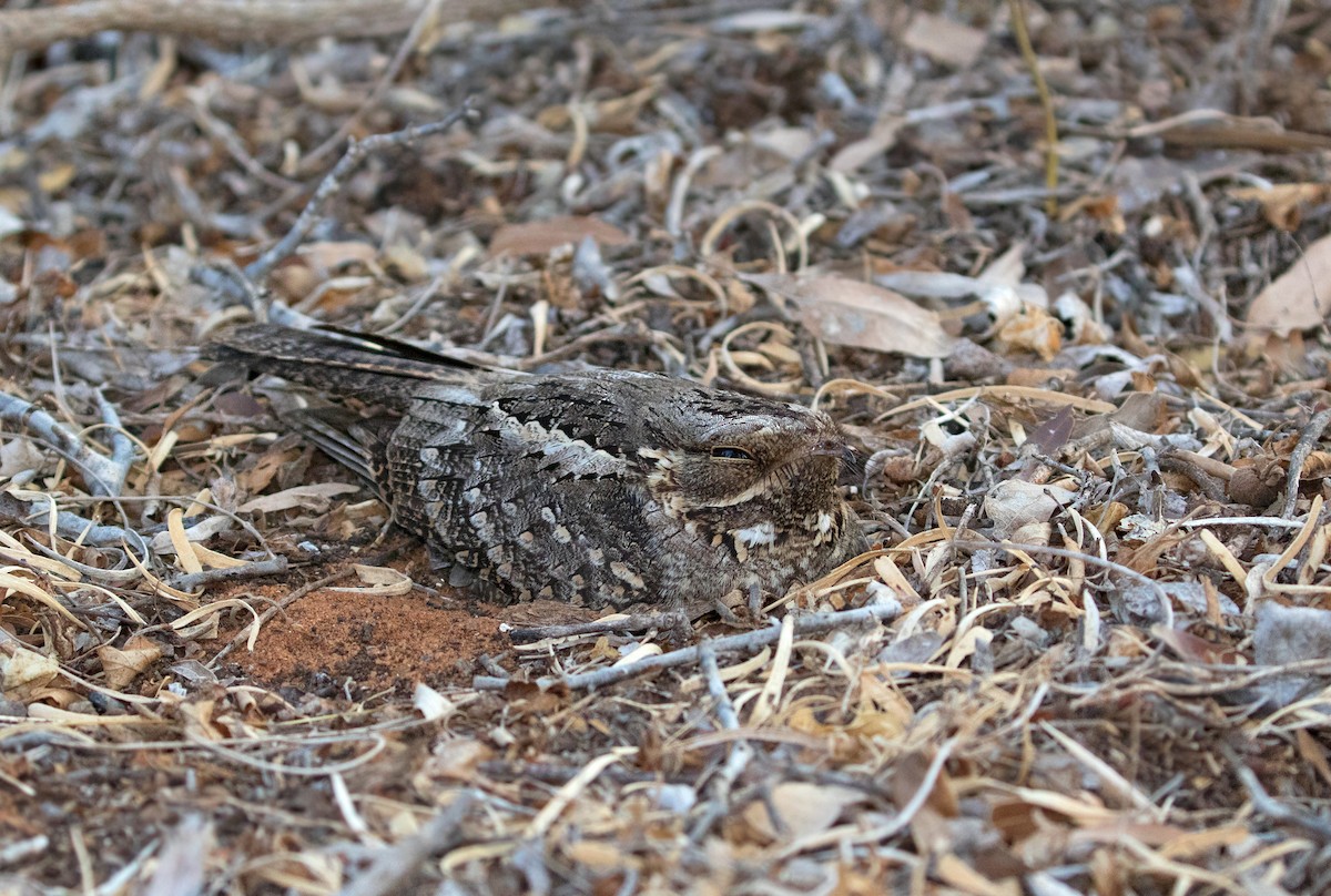 Madagascar Nightjar - Sam Woods/Tropical Birding Tours