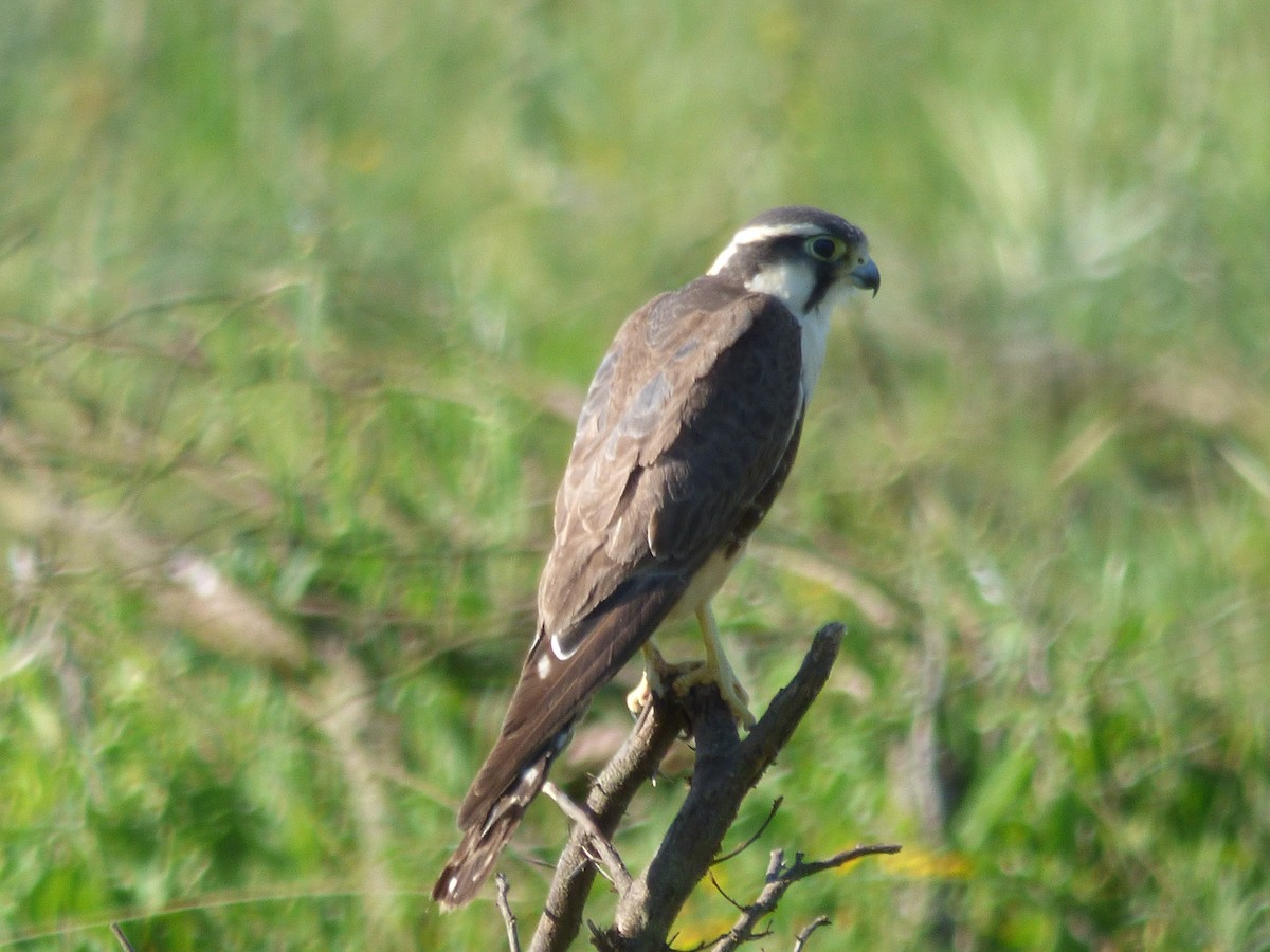 Aplomado Falcon - ML73445911