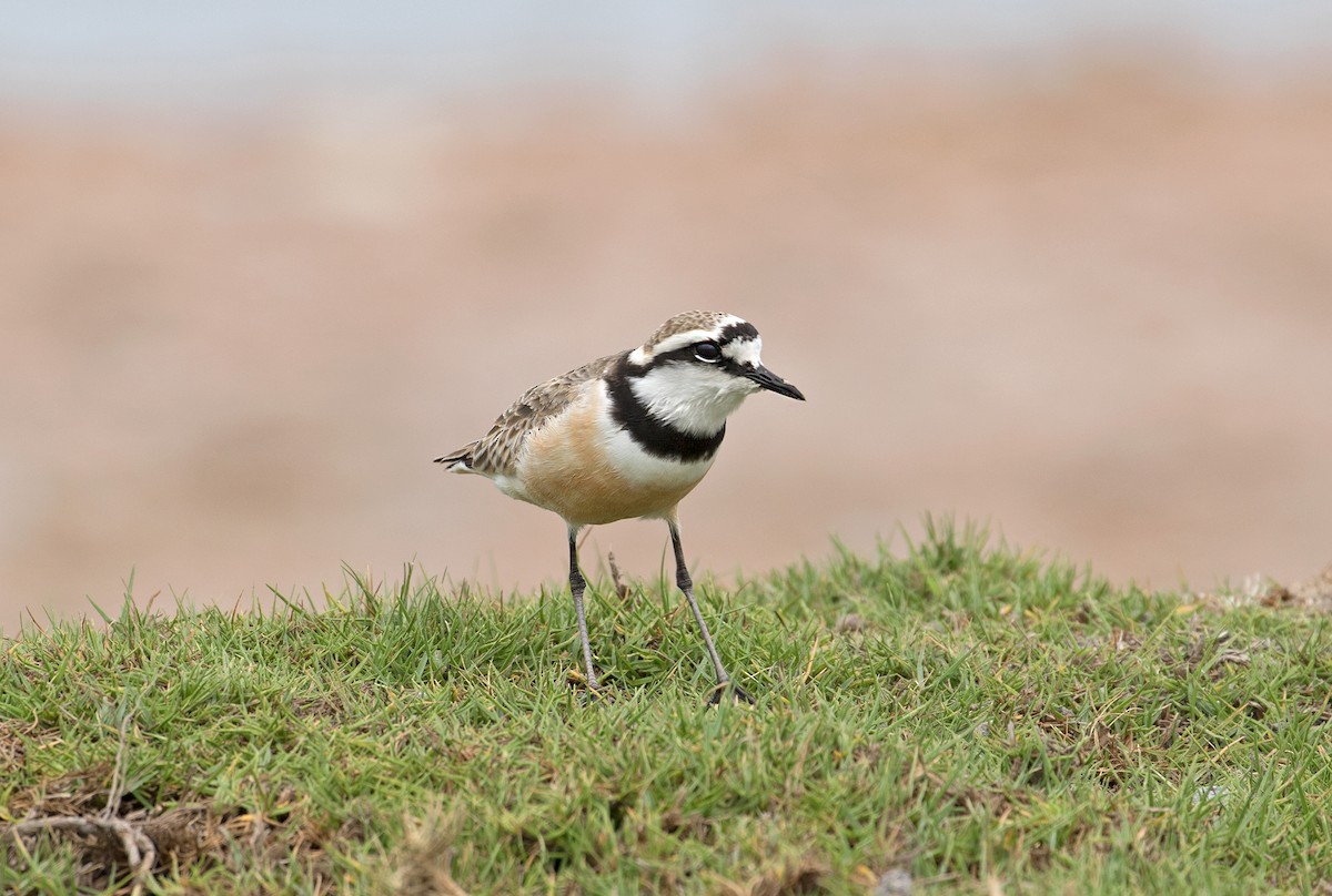 Madagascar Plover - ML73446081